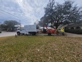 Commercial tree service 3