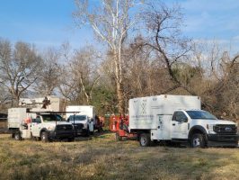 commercial tree service