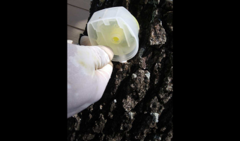 tree inspections12